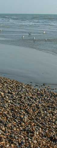 gulls wading on the shoreline